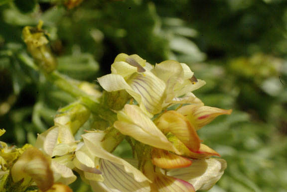 Oxytropis sericea v. sericea