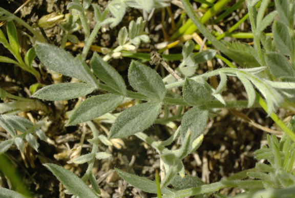 Oxytropis sericea v. sericea