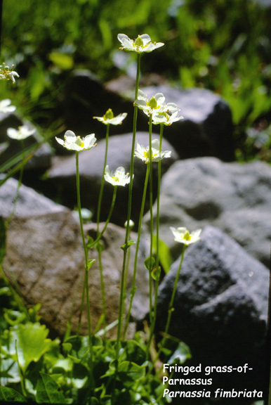Parnassia fimbriata