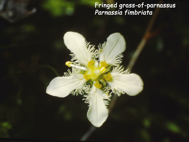 Parnassia fimbriata