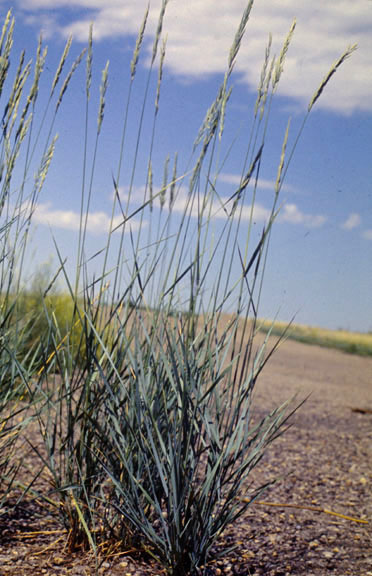 Pascopyrum smithii