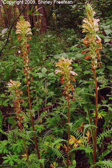 Pedicularis bracteosa var. paysoniana