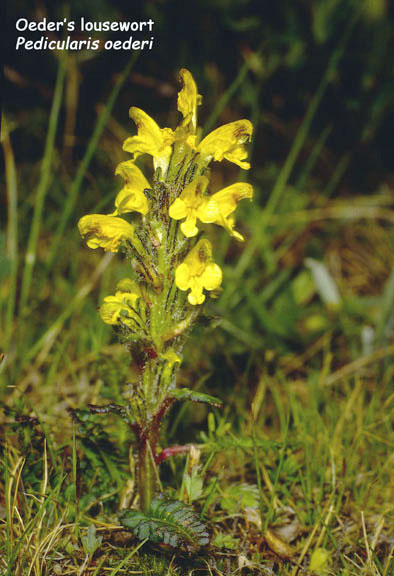 Pedicularis oederi