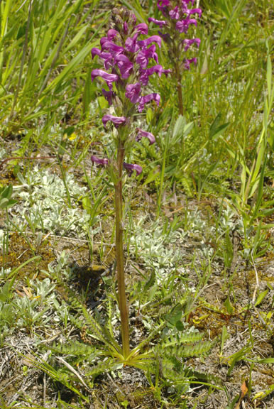 Pedicularis parryi var. purpurea