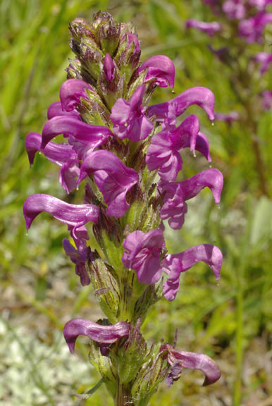Pedicularis parryi var. purpurea