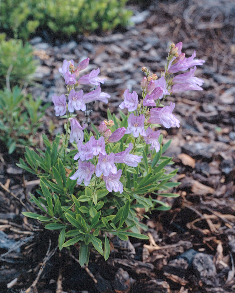 Penstemon fruticosus v. fruticosus