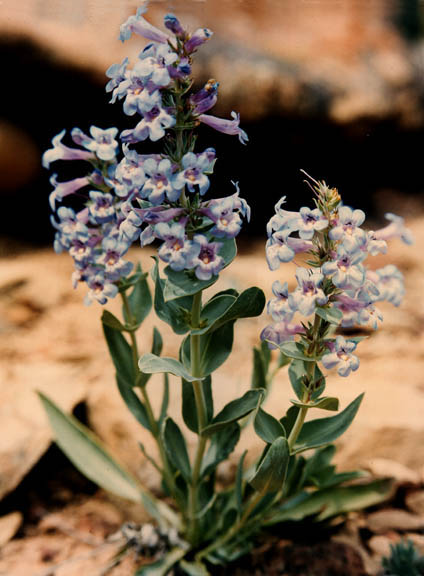 Penstemon nitidus v. nitidus