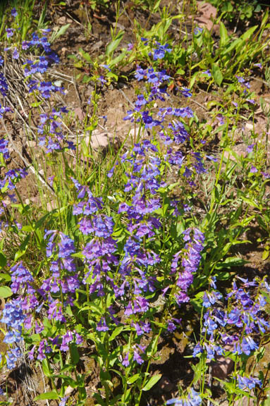Penstemon albertinus