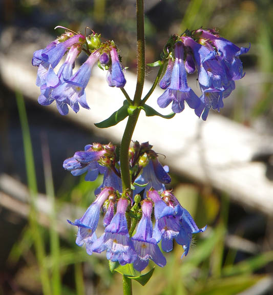 Penstemon albertinus