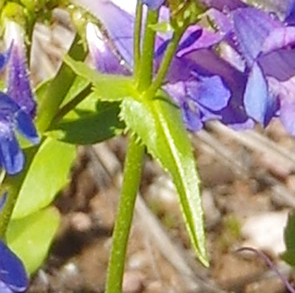 Penstemon albertinus