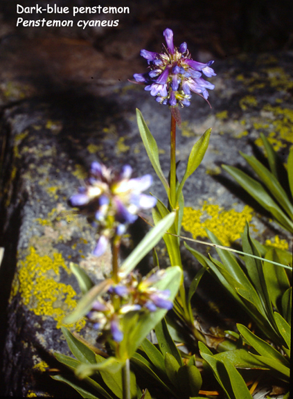 Penstemon cyaneus