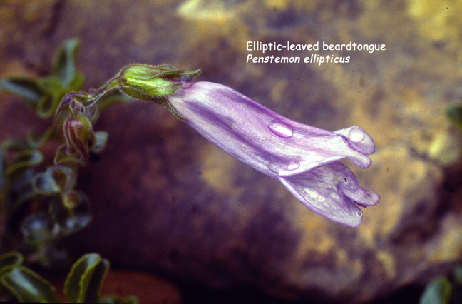Penstemon ellipticus