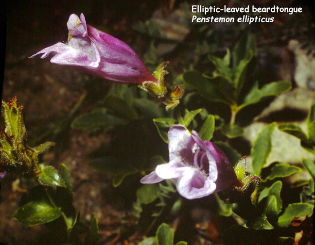 Penstemon ellipticus