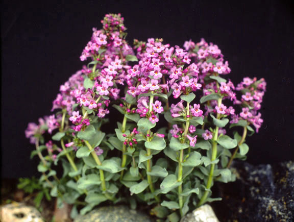Penstemon nitidus v. nitidus