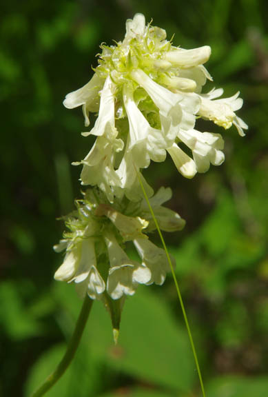 Penstemon procerus v. procerus