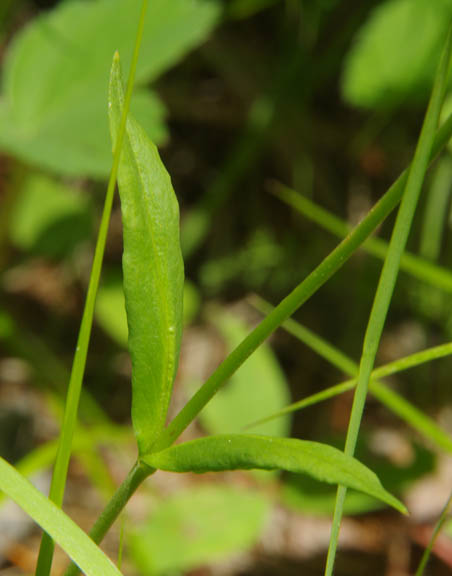 Penstemon procerus v. procerus