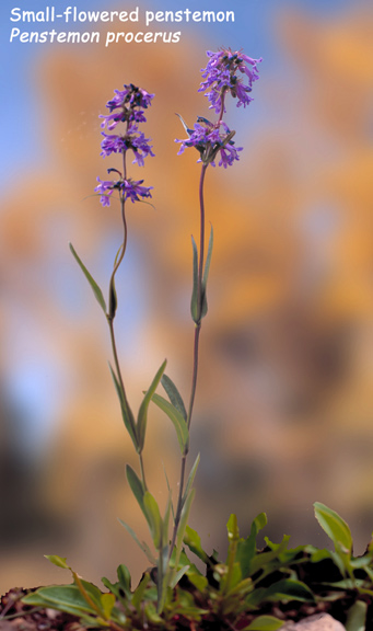 Penstemon procerus v. procerus
