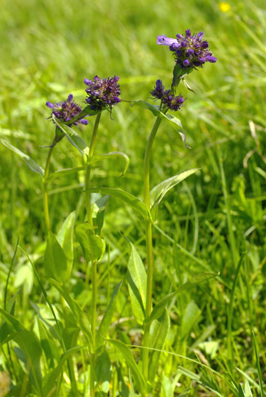 Penstemon rydbergii