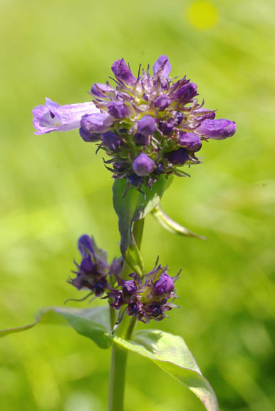 Penstemon rydbergii