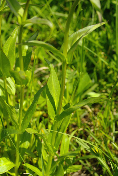 Penstemon rydbergii