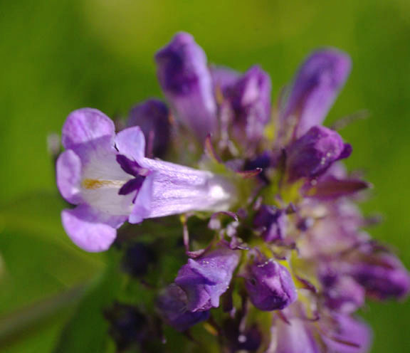 Penstemon rydbergii