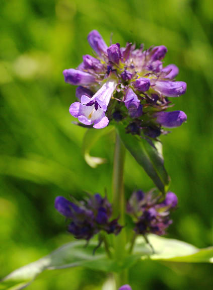 Penstemon rydbergii
