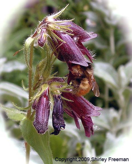 Penstemon whippleanus