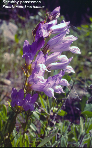 Penstemon fruticosus v. fruticosus