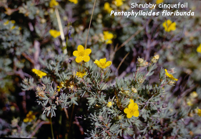 Pentaphylloides floribunda
