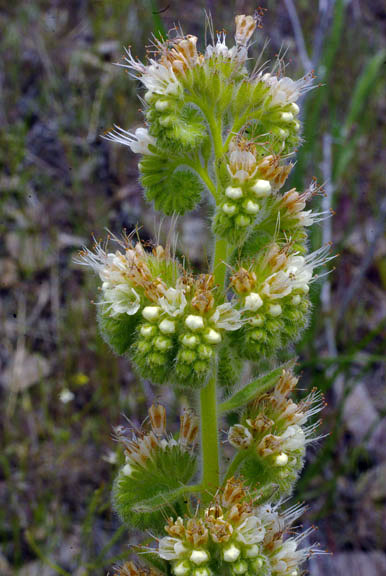 Phacelia heterophylla var. heterophylla