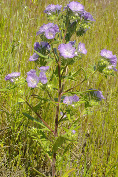Phacelia linearis