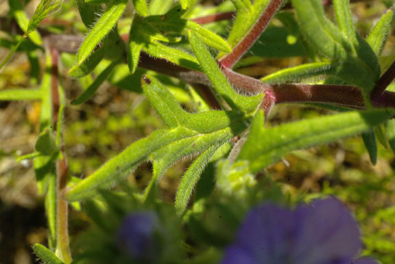 Phacelia linearis
