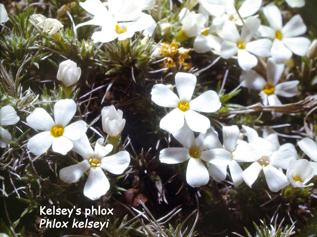 Phlox kelseyi v. kelseyi
