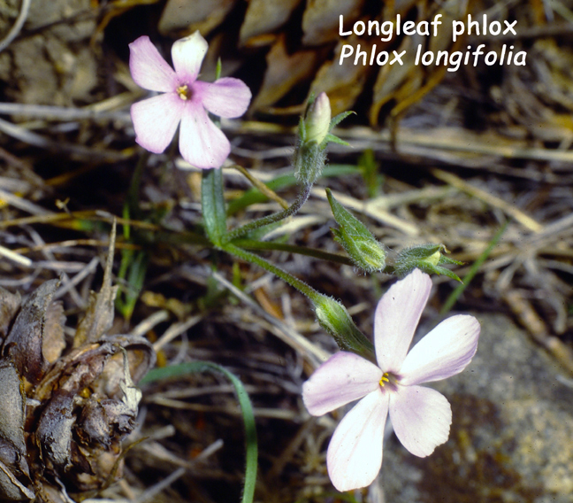 Phlox longifolia