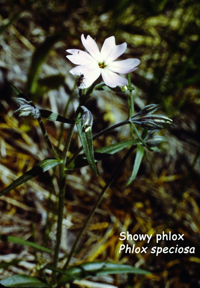 Phlox speciosa