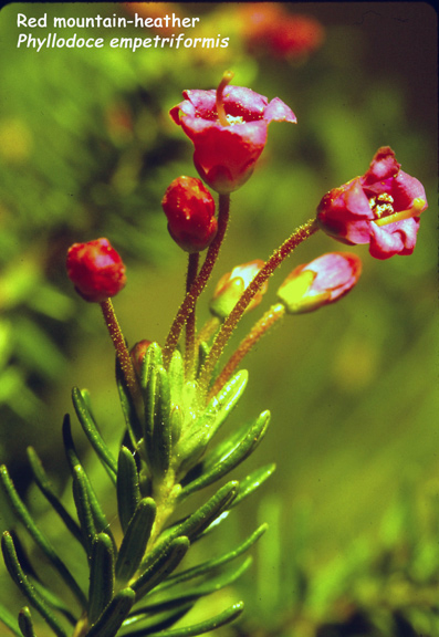 Phylodoce empetriformis