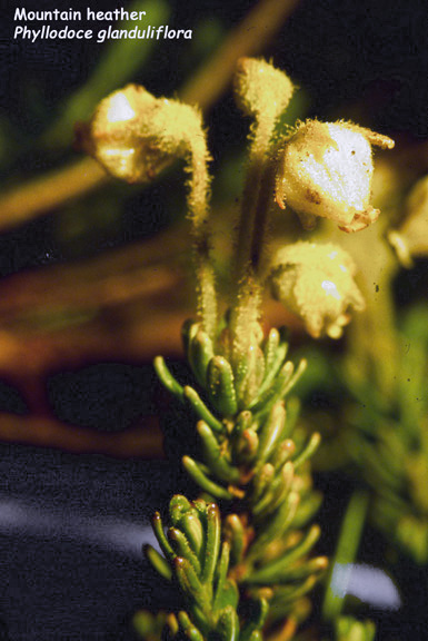 Phylodoce glanduliflora