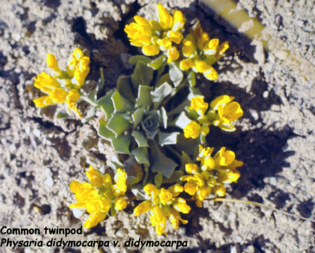 Physaria didymocarpa