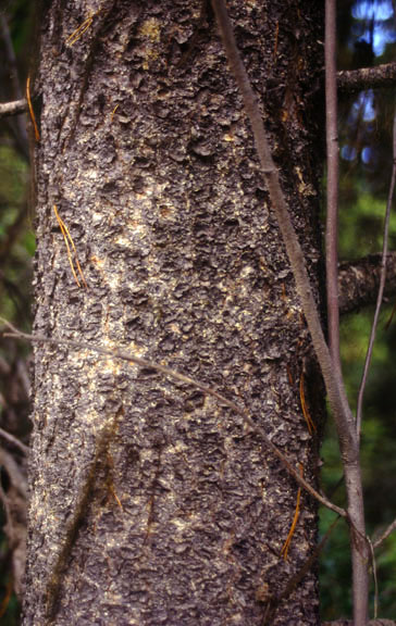 Pinus contorta