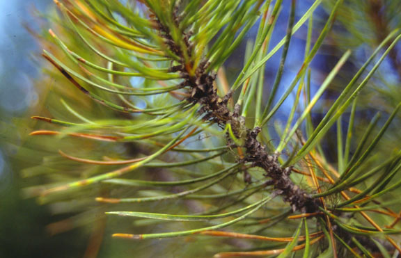 Pinus contorta