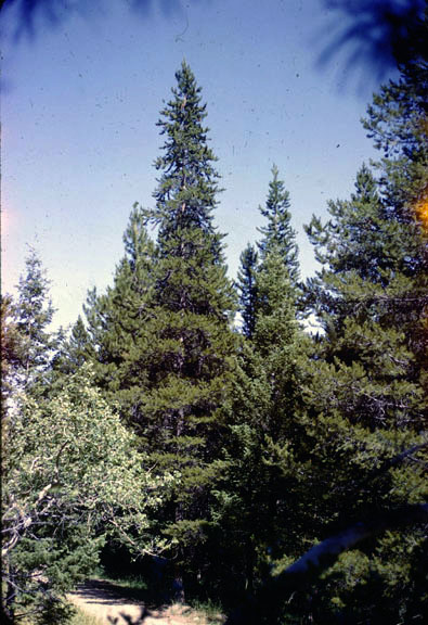 Pinus contorta