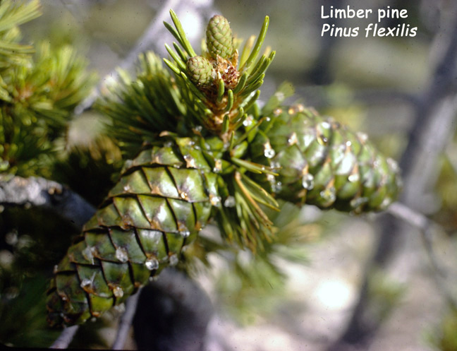 Pinus flexilis