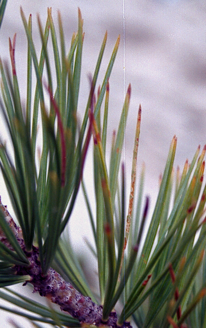 Pinus flexilis