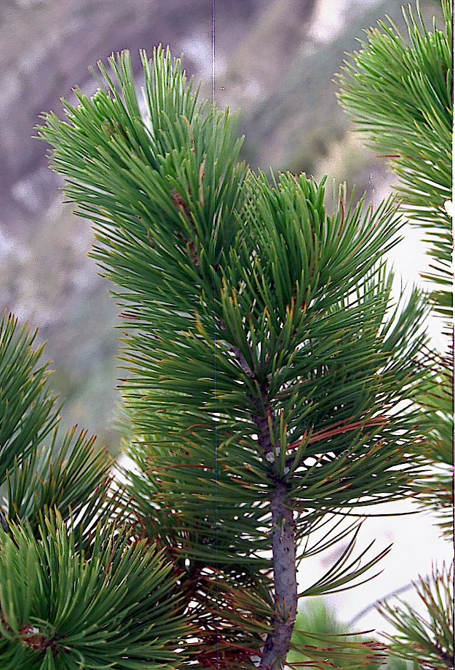 Pinus flexilis
