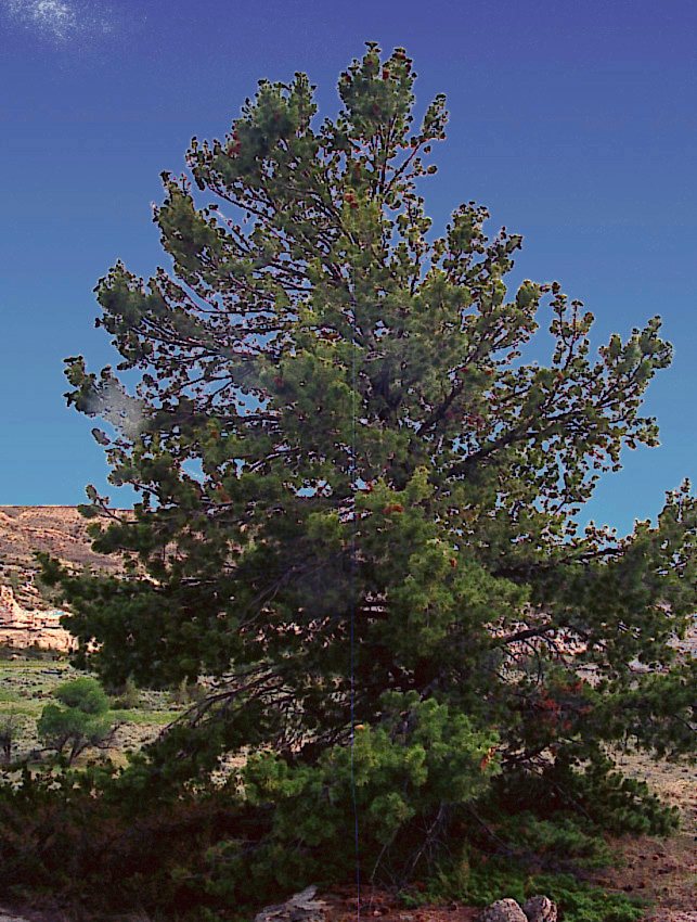 Pinus flexilis