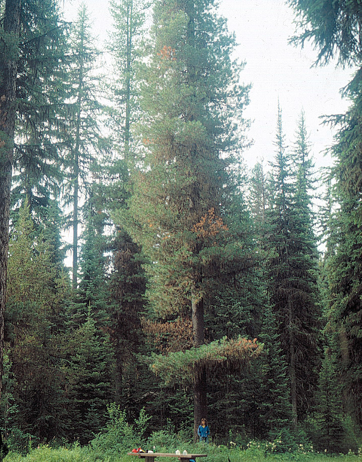 Pinus monticola