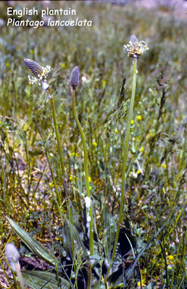 Plantago lanceolata