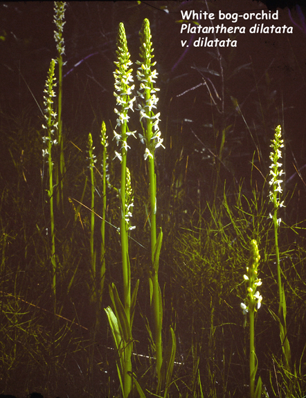 Platanthera dilatata