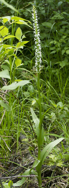 Platanthera dilatata v. leucostachys