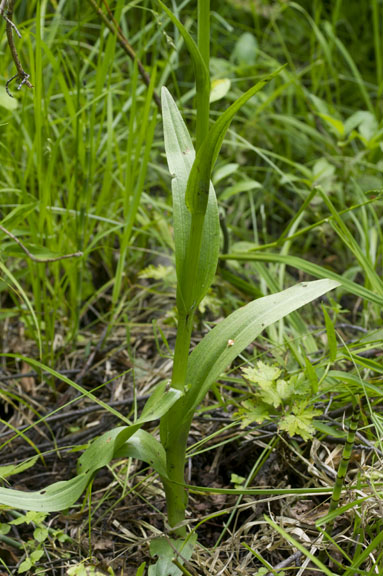 Platanthera dilatata v. leucostachys